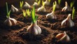 A detailed image of garlic cloves planted in soil, with one sprouting green shoots, captured in natural light.