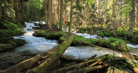 Wall Mural - Mountain River in the wood. Beautiful wildlife landscape.