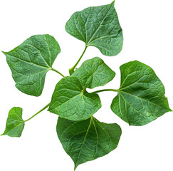 Sweet Potato Leaves, transparent background, isolated image, generative AI