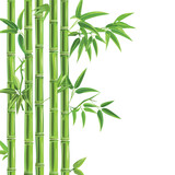 Fototapeta Sypialnia - Green bamboo trees. Bamboo stems with leaves on whi