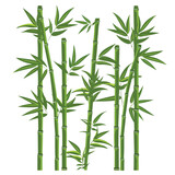 Fototapeta Sypialnia - Green bamboo trees. Bamboo stems with leaves on whi