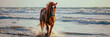 brown horse running at the beach