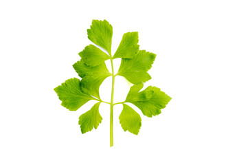 celery leaf, isolated vegetable celery leaves, green celery leaves on white background, fresh vegetables celery leaves on white background.