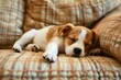 Ein süßer Hundewelpe schläft auf dem Sofa 