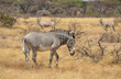 Zébre de Grévy, Equus grevyi grevyi, Parc national de Samburu, Kenya