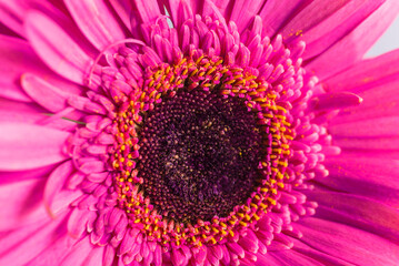 Sticker - Pink gerbera flower close up