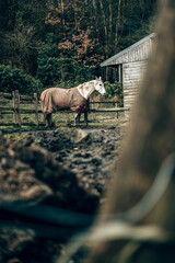 Wall Mural - A horse in woodland stable in England, UK