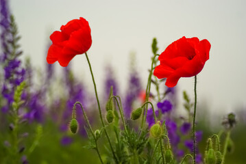 two scarlet-red poppies in bloom on a green meadow with a purple consolida regalis flowers