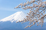 Fototapeta Boho - Cherry blossom tree in spring with Mount Fuji in the background, Yamanashi Prefecture, Japan
