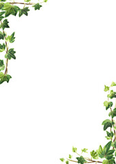 Ivy  branch with green leaves  frame , Hand drawn watercolor  illustration isolated on white background
