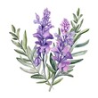 Salvia flower watercolor illustration. Floral blooming blossom painting on white background