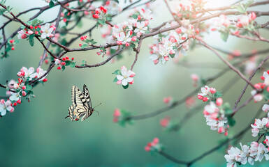 Wall Mural - swallowtail butterfly flies in a sunny shiny garden in spring near the branches of a flowering apple tree