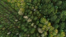 Drone Flying Down Over Summer Forest In Denmark, While Spinning Counter Clockwise. The Trees Are All Lush And Green.