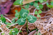  a new clover leaf in early spring. clover on the ground. 