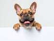 Happy french bulldog peeking out and hanging its paw on blank poster board against white background. Blank copyspace for text.