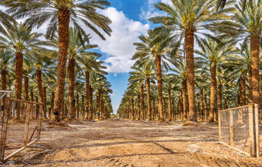 Wall Mural - Plantations of date palms for healthy food production. Date palm is iconic ancient plant and famous food crop in the Middle East and North Africa, it has been cultivated for 5000 years