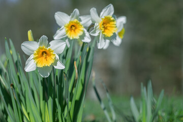 Group of large-cupped daffodils with yellow-orange corona and white tepals. Narcissus classification group 2.