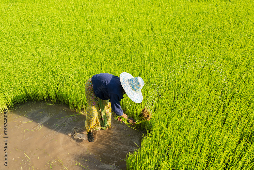 Photo Stock Asian woman rice farmer working and kick off the ground at ...
