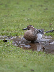 Sticker - Garganey, Spatula querquedula