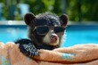Close up of a brown bear cub relaxing in a swimming pool with sunglasses