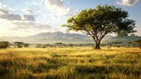 Fototapeta Sawanna - Wild savanna landscape in summer with acacia trees, grass, panoramic view.