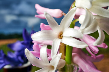 Wall Mural - close-up of a hyacinth flower blooming in spring