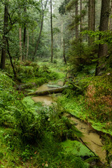 Sticker - Jetrichovicka Bela stream in the Czech Switzerland National Park, Czech Republic