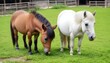 Dwarf horses eating grass in the farm