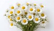 white uncultivated wild chamomile on a white background