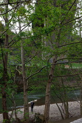 Wall Mural - trees in the park