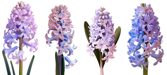 Wall Mural - Collection of hyacinth flowers, flat illustration, cutout, png isolated transparent background