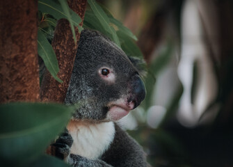 A wild Koala climbing a tree. soft focus. New South Wales, Victoria, Australia.