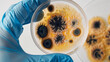 Gloved hands hold a petri dish containing various colorful bacterial colonies.