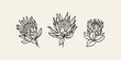 Line art protea flowers collection