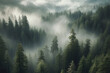 dense forest with foggy mist surrounding trees