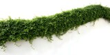 Fototapeta Sawanna - a lush ivy creeper curls isolated on a white background