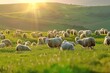 Herd of sheep on green meadow with grassland at sunset 