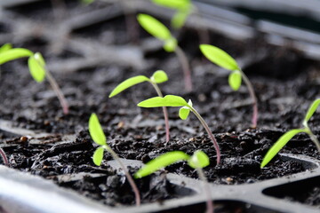 Canvas Print - Garden Plan t Seedlings in a Greenhouse