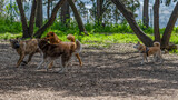 Fototapeta Zwierzęta - Groupe de chiens dans un sous bois