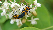 Assassin Bugs Mating On A Cluster Of White Wildflowers In Cotacachi, Ecuador