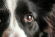 A close-up of a Border Collie's expressive face, adorned with a playful expression and a trademark 