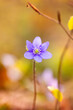 Fioletowe leśne kwiaty przylaszczki (Hepatica nobilis), rozmyte tł