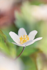 Wall Mural - Białe kwiaty wiosenne, zawilec gajowego (Anemone nemorosa)	