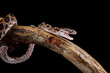 angry baby boiga snake on branch	
