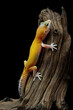 Leopard gecko lizard on wood