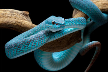 Sticker - Blue viper snake on a branch 
