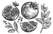 Pomegranate fruits. Isolated set of elements for design. Sketch illustration hand drawn