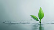 © kora studio - leaves with clear water drops drips from the stem on solid grey background