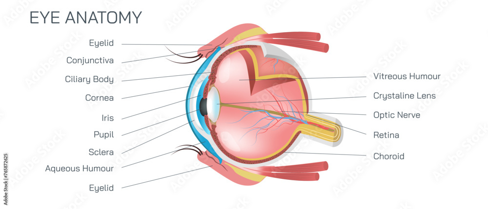 Internal and external eye anatomy vector illustration. Structure and ...