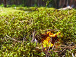 Close up of chanterelle mushrooms in moss forest